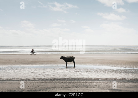 L'Amérique du Sud, Amazone, calf standing on beach, personne riding bicycle in background Banque D'Images