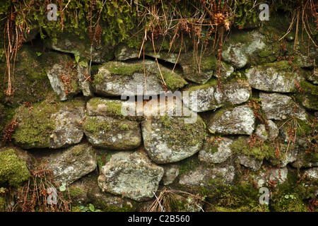 Mur en pierre sèche à Dartmoor, dans le Devon, Royaume-Uni. Banque D'Images