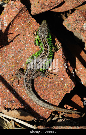 Un beau lézard sable (Lacerta agilis) au soleil sur quelques carreaux au printemps. Dorset UK Banque D'Images