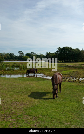 Poneys paissant dans la New Forest. Banque D'Images