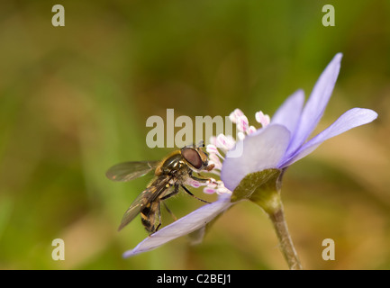 Melangyna Banque D'Images