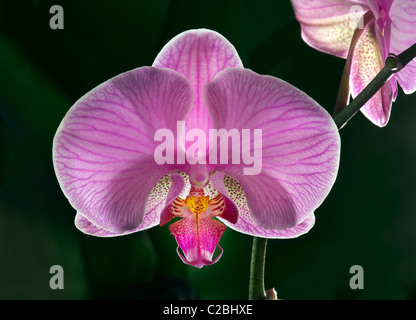 Phalaenopsis rose violet rouge blanc Crème orchidée Phalaenopsis rose tachetée de la direction générale sur noir Banque D'Images