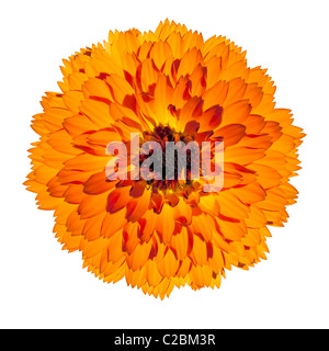 Gerbera Orange fleur en fleur pleine - Beau Gerbera aurantiaca isolé sur fond blanc. Vue d'en haut Banque D'Images