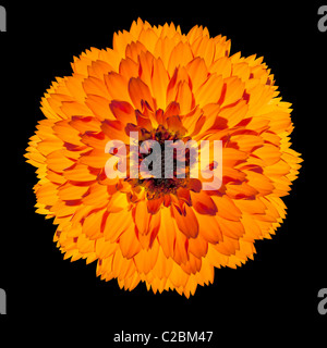 Flowerhead unique de Gerbera Orange fleur en fleur pleine - Beau Gerbera aurantiaca isolé sur fond noir. Vue d'en haut Banque D'Images