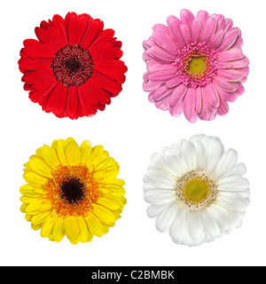 4 rouge, rose, jaune et blanc Gerbera isolé sur fond blanc Banque D'Images