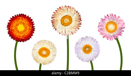 Fleur fleurs sauvages strawflower capitule cinq Banque D'Images