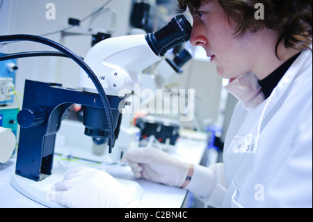 Young male scientist wearing white lab coat looking down microscope in science lab sur le côté Banque D'Images