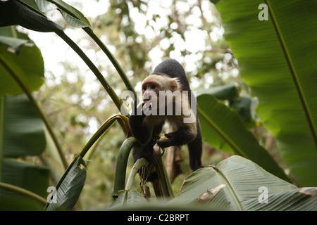 Singe capucin à face blanche manger une banane. Banque D'Images