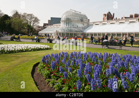 Victorian Palm House, jardins botaniques, Belfast Banque D'Images