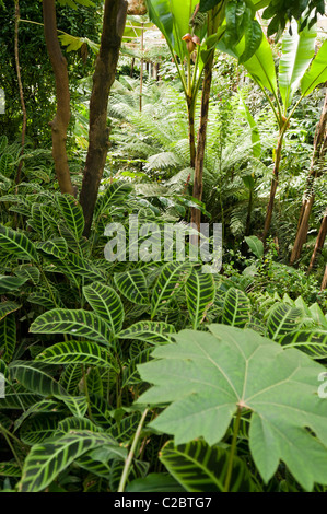 Jungle dense feuillage dans une forêt tropicale intérieure Banque D'Images