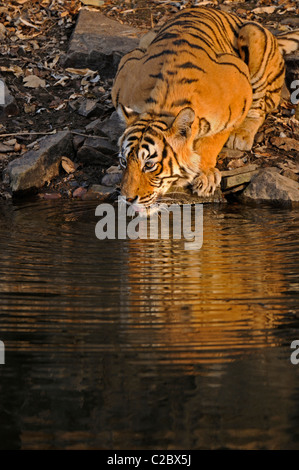 De Tigre un trou d'eau dans le parc national de Ranthambhore, Inde Banque D'Images