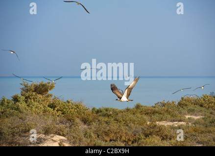 Grand Osprey survolant les buissons d'un sanctuaire d'oiseaux nature reserve Banque D'Images