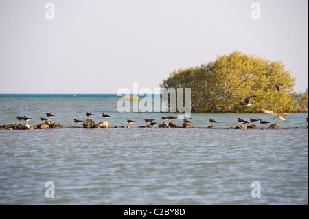 Mouettes perchées sur des rochers dans l'eau peu profonde avec une mangrove bush à l'arrière-plan Banque D'Images