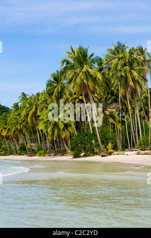 La Thaïlande. Palmiers sur la plage de la solitude sur l'île Koh Kood Banque D'Images