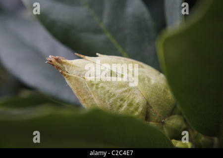 Rhododendron rouge feuilles vert profond entre bud Banque D'Images