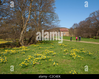 Un groupe de marcheurs sur l'Farndale à pied dans le parc national des North Yorkshire Moors célèbre au printemps de jonquilles Banque D'Images