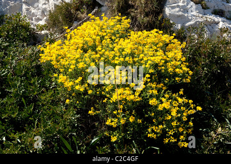 Fleurs de Provence : Coronilla Juncea Banque D'Images