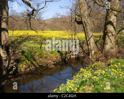 Farndale à pied le long de la rive de la rivière Dove dans le parc national des North Yorkshire Moors célèbre au printemps de jonquilles Banque D'Images