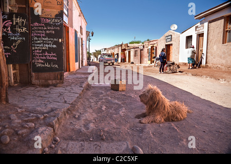 Chien assis dans dirt street à San Pedro de Atacama, Chili, Amérique du Sud. Banque D'Images