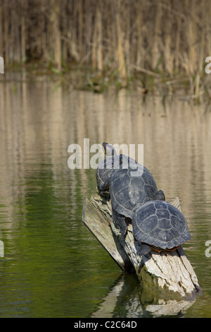 Trois tortues assis sur un arbre ensemble Banque D'Images