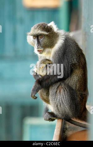 Un singe Sykes' avec un bébé est assis sur un poste en bois massif des Aberdares, Kenya Banque D'Images