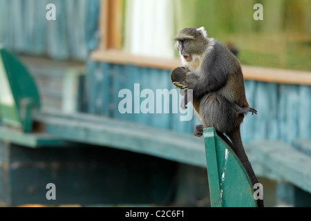 Un singe Sykes' avec un bébé est assis sur un poste en bois massif des Aberdares, Kenya Banque D'Images