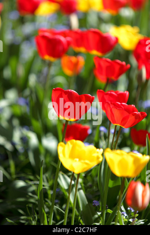 Tulipes (Tulipa pleinement épanouis) de différentes couleurs, baignée de soleil et belle vue sur un après-midi de printemps en avril. Banque D'Images