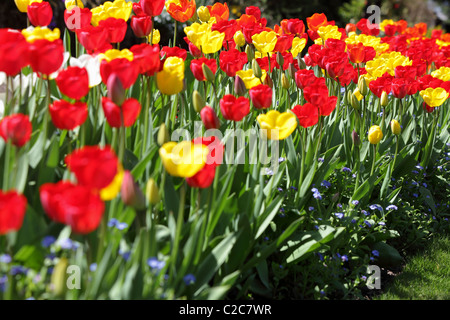 Béni avec soleil du printemps tulipes jaunes et rouges (Tulipa) offrent l'oeil une jolie scène et dynamique. Banque D'Images