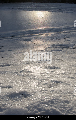 Soleil qui brille à travers les arbres sur la neige Banque D'Images