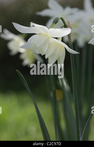 De plus en plus de la jonquille dans un jardin de la faune Banque D'Images