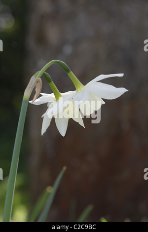 De plus en plus de la jonquille dans un jardin de la faune Banque D'Images