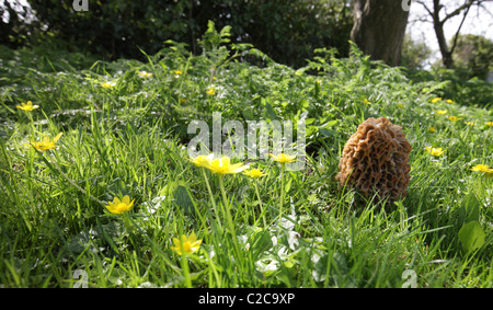De plus en plus commun Morel dans un jardin sauvage Banque D'Images