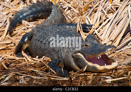 Smiling alligator Alligator mississippiensis) - ( Banque D'Images