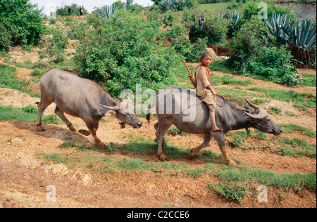 Garçon de buffle d'eau, Bubalus bubalis, ville de Pindaya, lac Inle, état de Shan,Myanmar, Asie Banque D'Images