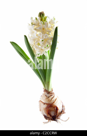 Hyacinthus orientalis aiolos plant isolé sur fond blanc Banque D'Images