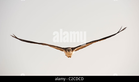 Osprey grand oiseau en vol avec ses ailes déployées Banque D'Images