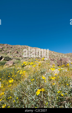 Palm Springs, Californie. Encelia farinosa Brittlebush (Désert) à Tahquitz Canyon. Banque D'Images