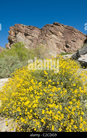 Palm Springs, Californie. Brittlebush (Encelia farinosa) à Tahquitz Canyon. Banque D'Images