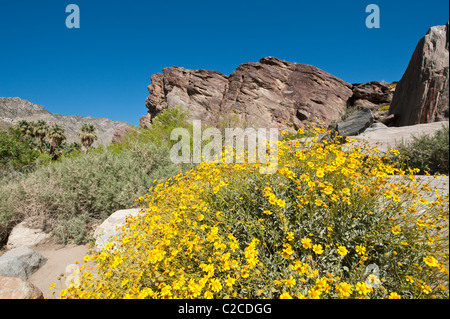 Palm Springs, Californie. Brittlebush (Encelia farinosa) à Tahquitz Canyon. Banque D'Images