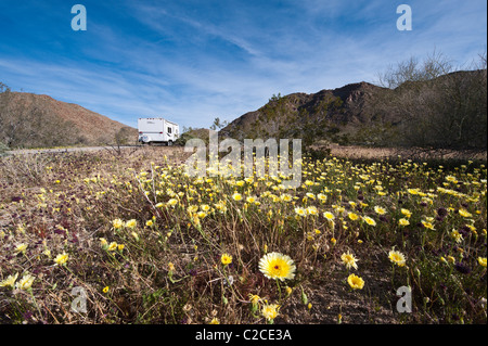 La Californie. Pissenlit désert (Malacothrix californica), Joshua Tree National Park. Banque D'Images