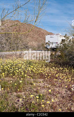 La Californie. Pissenlit désert (Malacothrix californica), Joshua Tree National Park. Banque D'Images