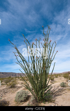 La Californie. La société Fouquieria splendens, Joshua Tree National Park. Banque D'Images