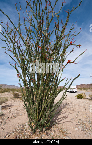 La Californie. La société Fouquieria splendens, Joshua Tree National Park. Banque D'Images