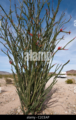 La Californie. La société Fouquieria splendens, Joshua Tree National Park. Banque D'Images