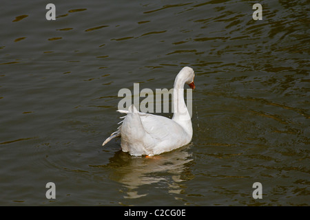 Le canard domestique, Anas platyrhynchos f domestica nageant dans un étang, Pune, Maharashtra, Inde. Banque D'Images