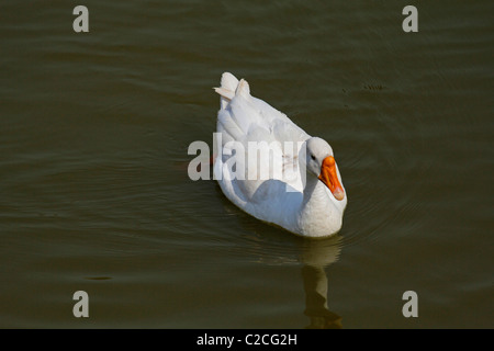 Le canard domestique, Anas platyrhynchos f domestica nageant dans un étang, Pune, Maharashtra, Inde. Banque D'Images