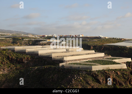 Les plantations de banane sur l'île des Canaries Tenerife, Espagne Banque D'Images