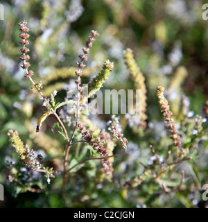 Longilfolia Mentha menthe sauvage ou en Afrique du Sud Banque D'Images