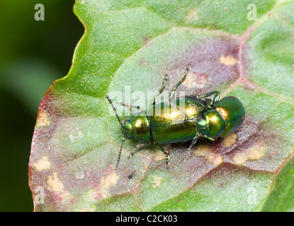 Leaf Beetle (Gastrophysa viridula), France Banque D'Images