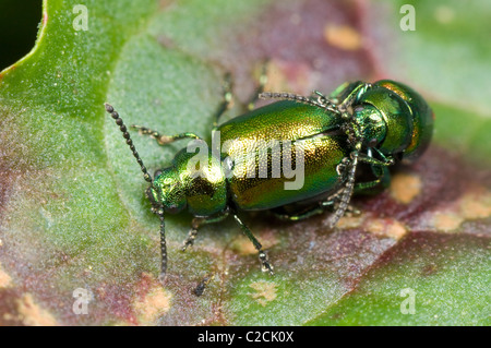 Leaf Beetle (Gastrophysa viridula), France Banque D'Images